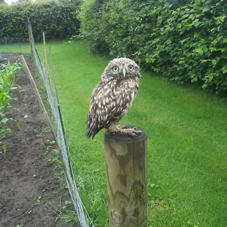 De Hopbel & Het Koevinkje * Liempde