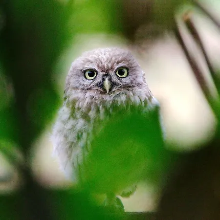 De Hopbel & Het Koevinkje Casa vacanze *