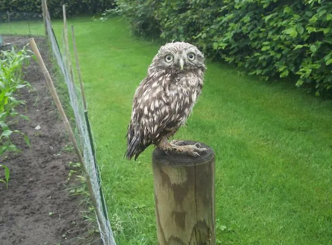 De Hopbel & Het Koevinkje * Liempde