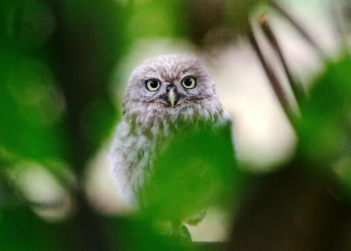 De Hopbel & Het Koevinkje Holiday home *